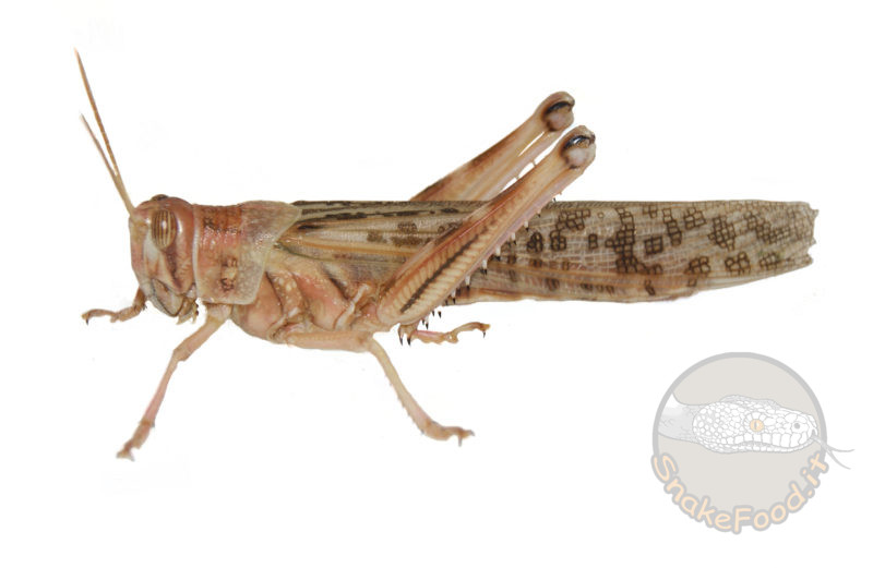 Locuste Subadulte