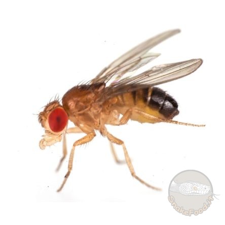 Drosophila Hydei